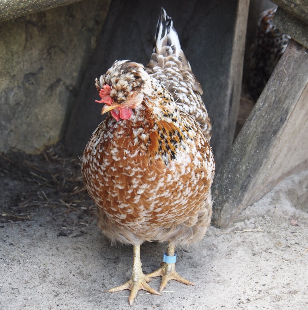 Serenga - Swedish flower chicken (Gallus gallus domesticus), 2024-06-23