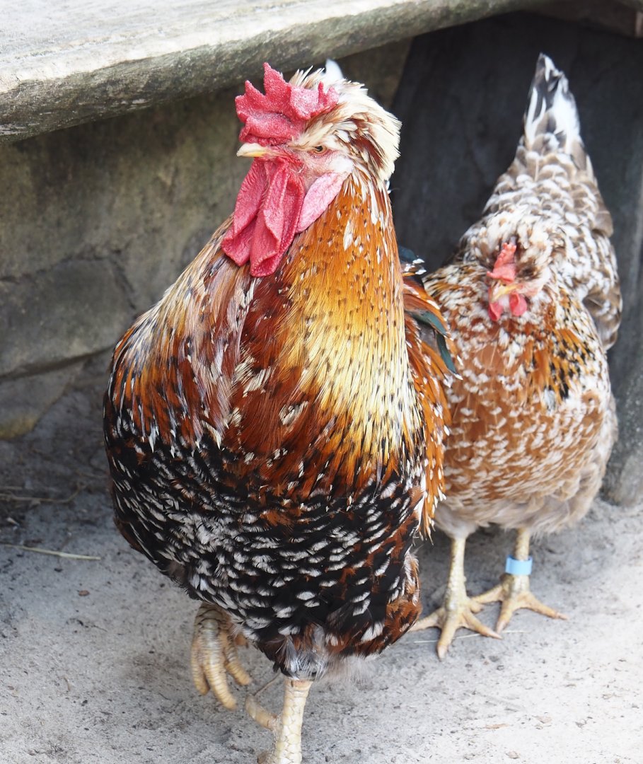 Serenga - Swedish flower rooster (Gallus gallus domesticus), 2024-06-23