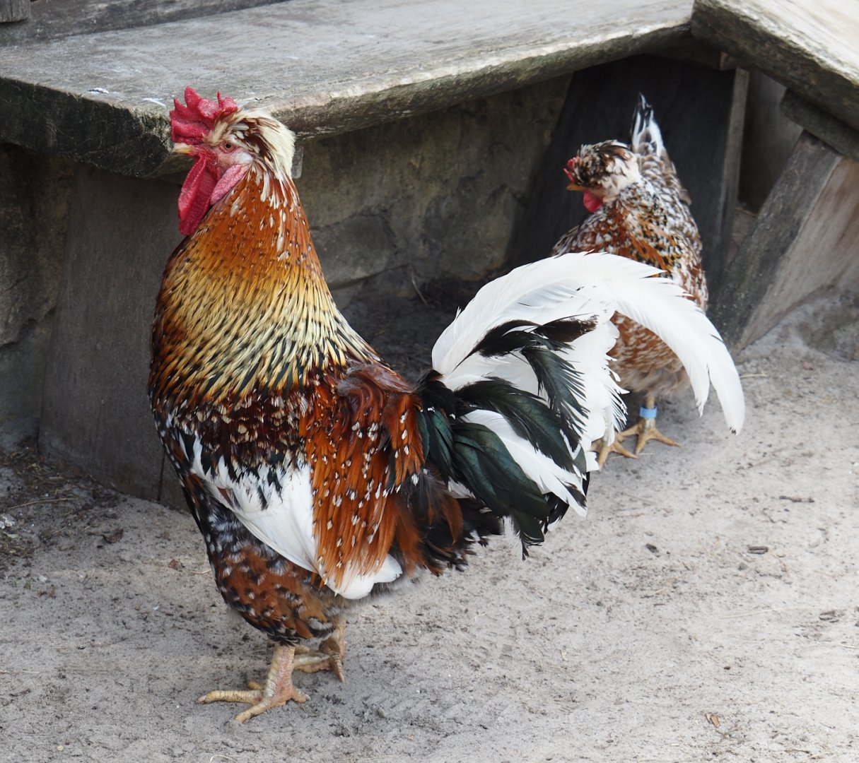 Serenga - Swedish flower rooster (Gallus gallus domesticus), 2024-06-23