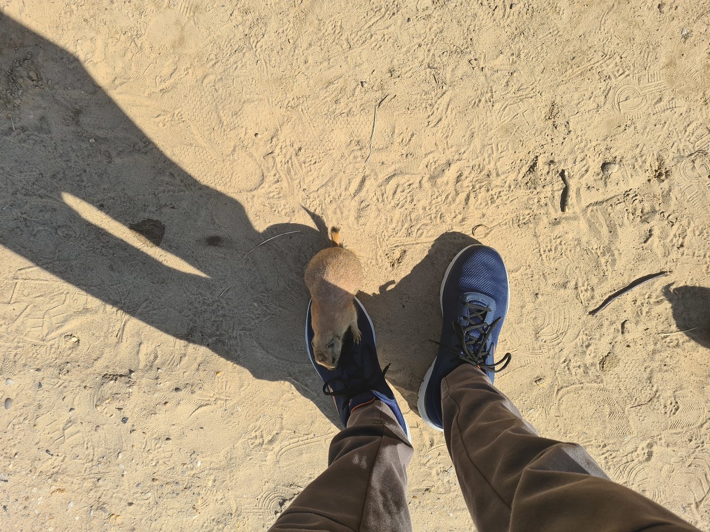 Serenga - The little bugger that peed on my shoe