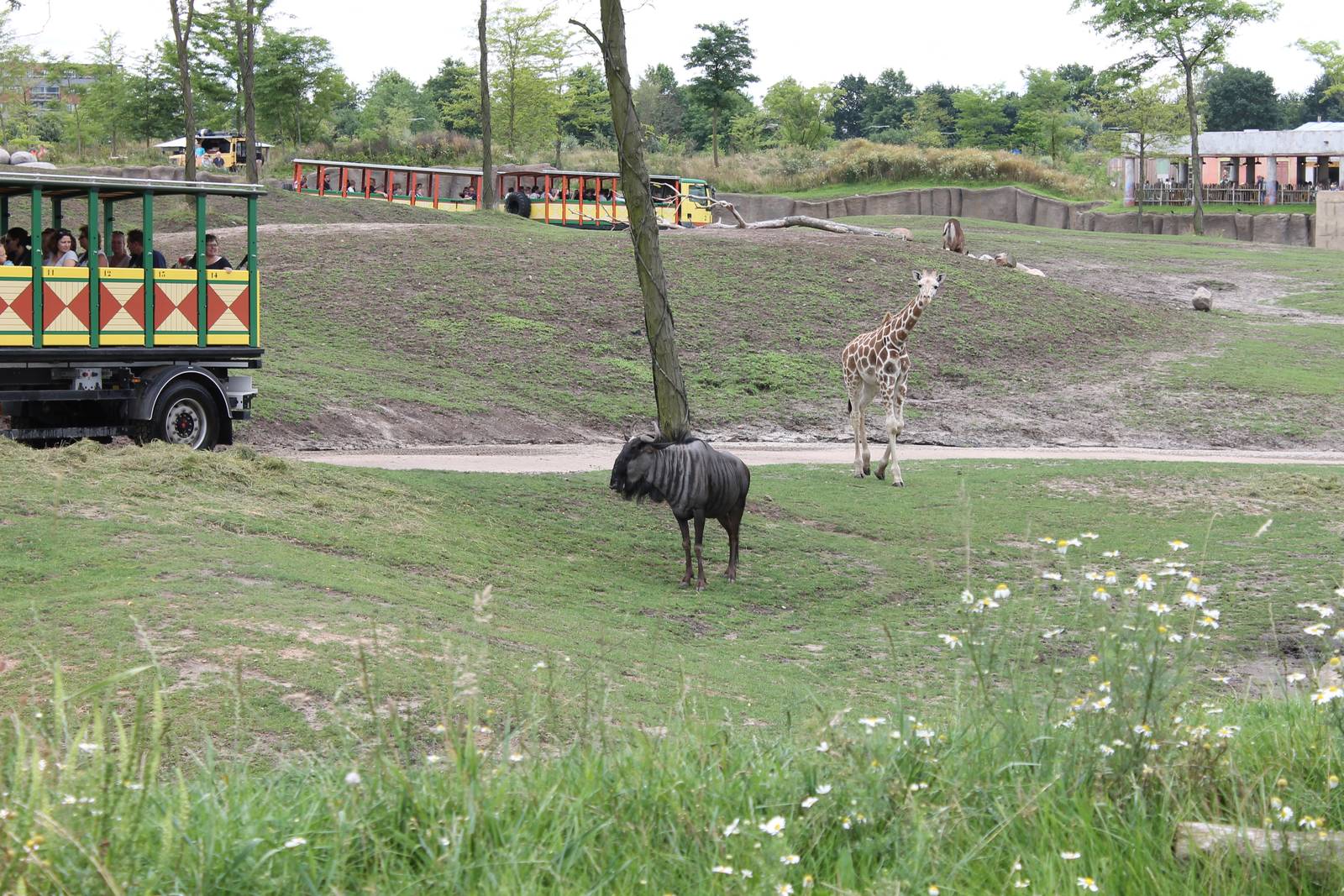 SERENGA - Trucks and animals