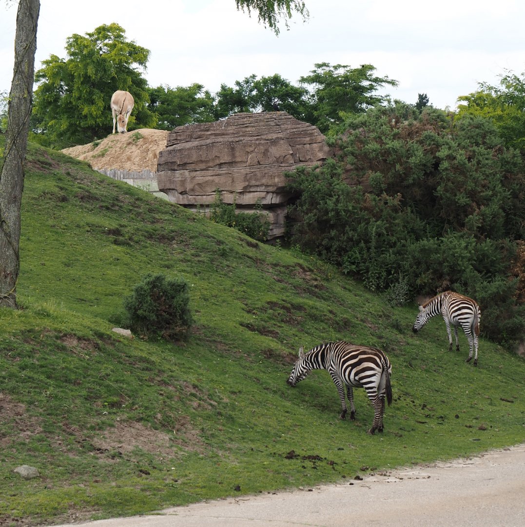 Serenga - Two equid species in one photo, 2024-06-23
