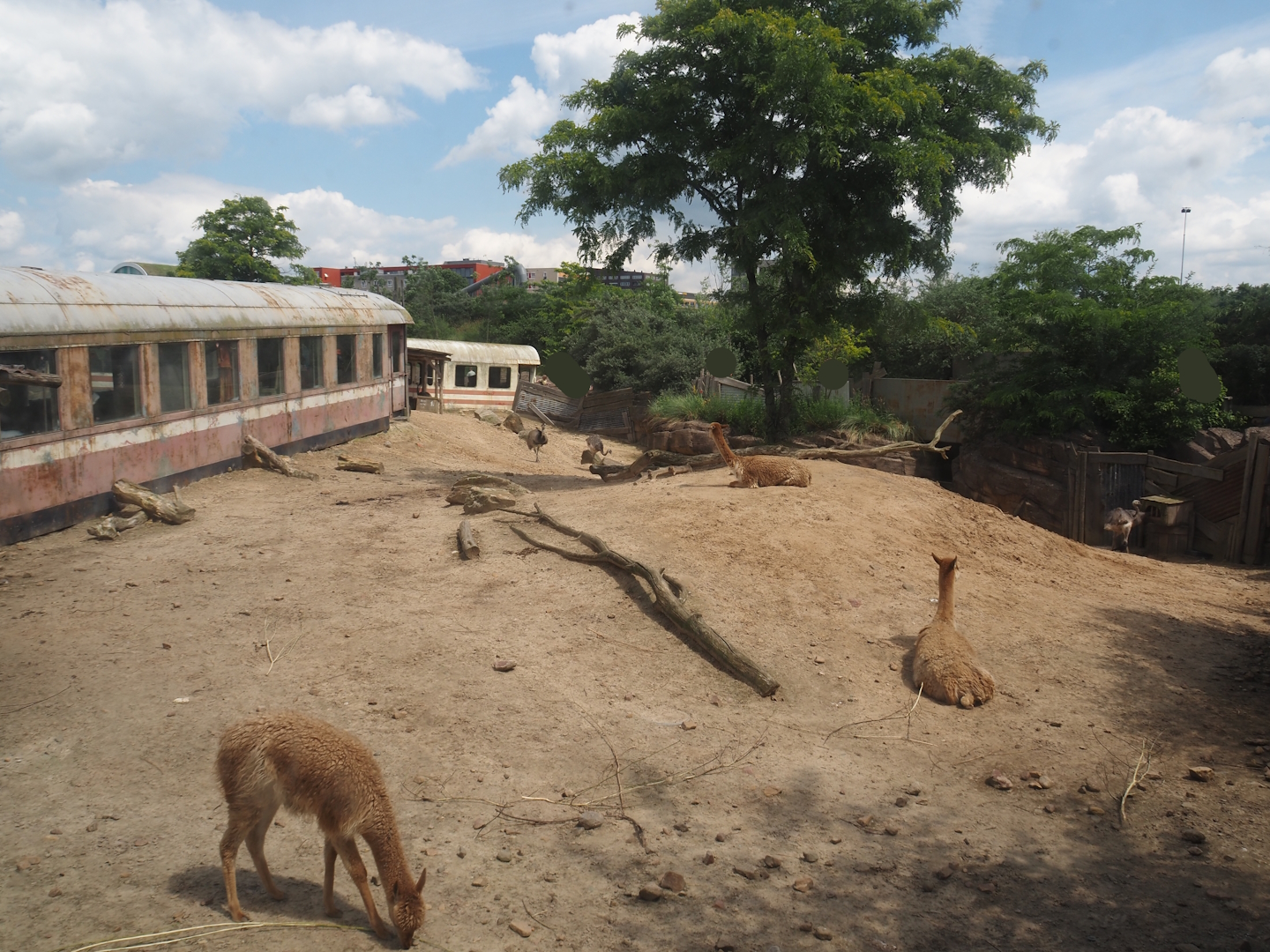 Serenga - Vicuña and Greater rhea exhibit, 2024-06-23