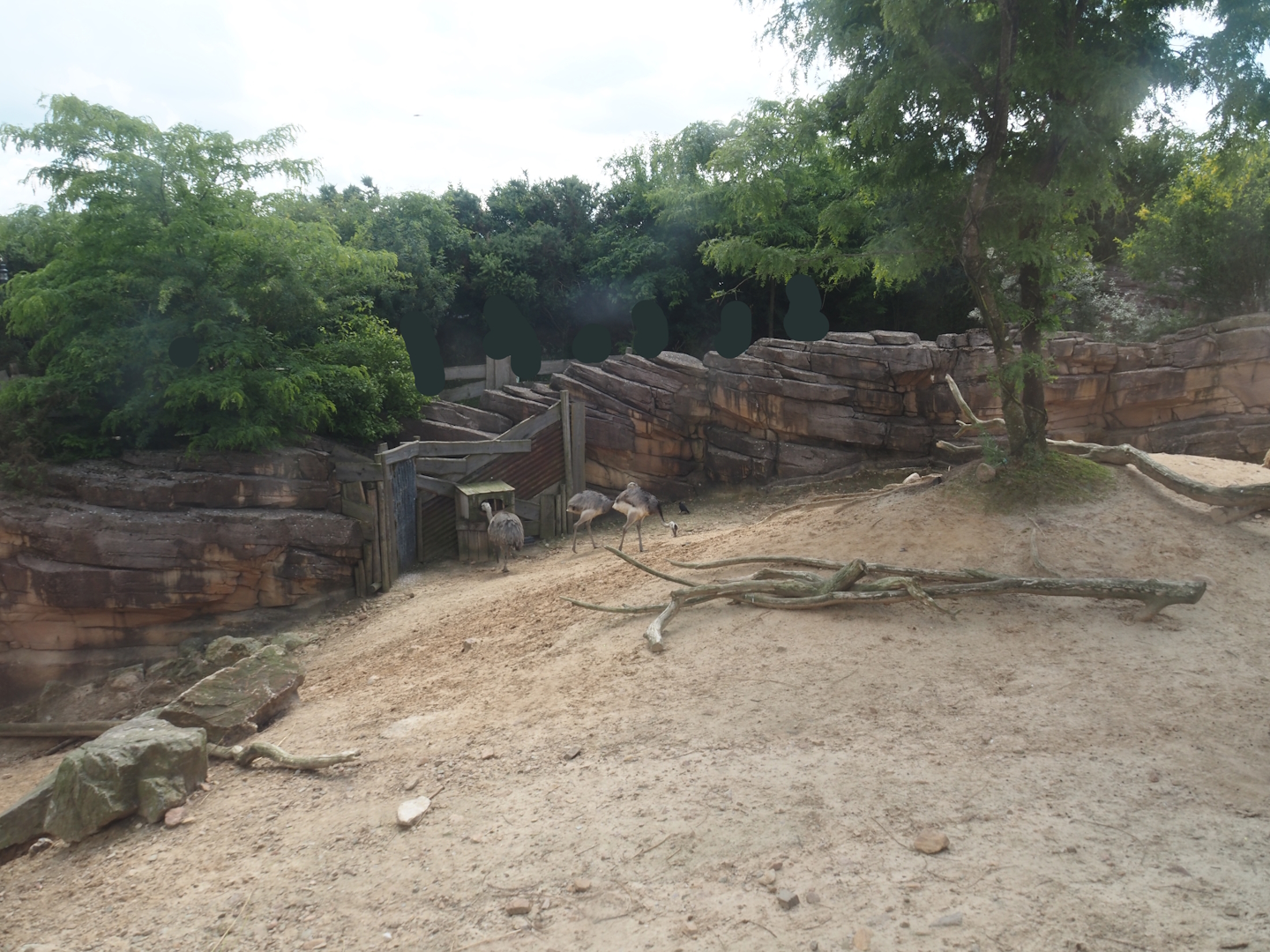 Serenga - Vicuña and Greater rhea exhibit, 2024-06-23