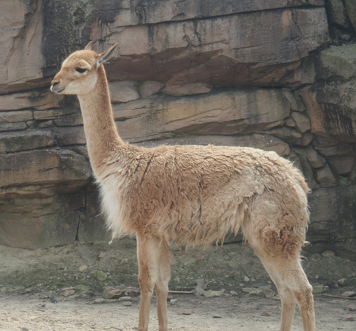 Serenga - Vicuña (Vicugna vicugna), 2024-06-23