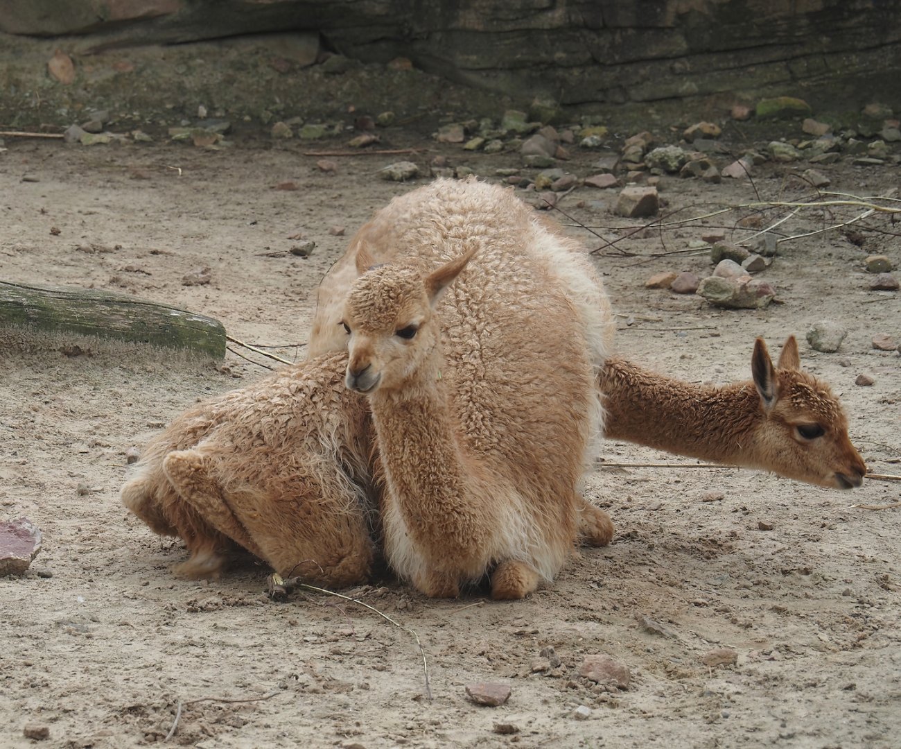 Serenga - Vicuñas (Vicugna vicugna), 2024-06-23