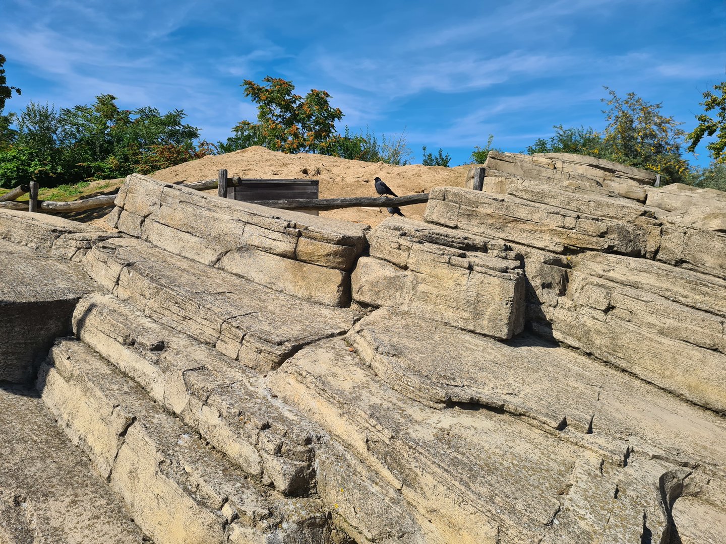 Serenga - Wild corvid in Prairiedog area