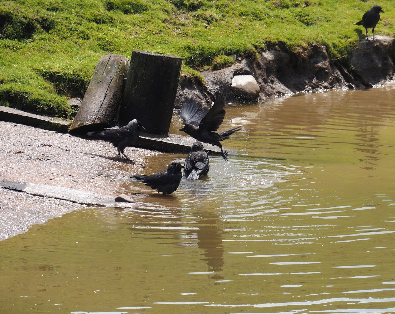 Serenga - Wild Western jackdaws (Coloeus monedula) bathing in safari truck track, 2024-06-23