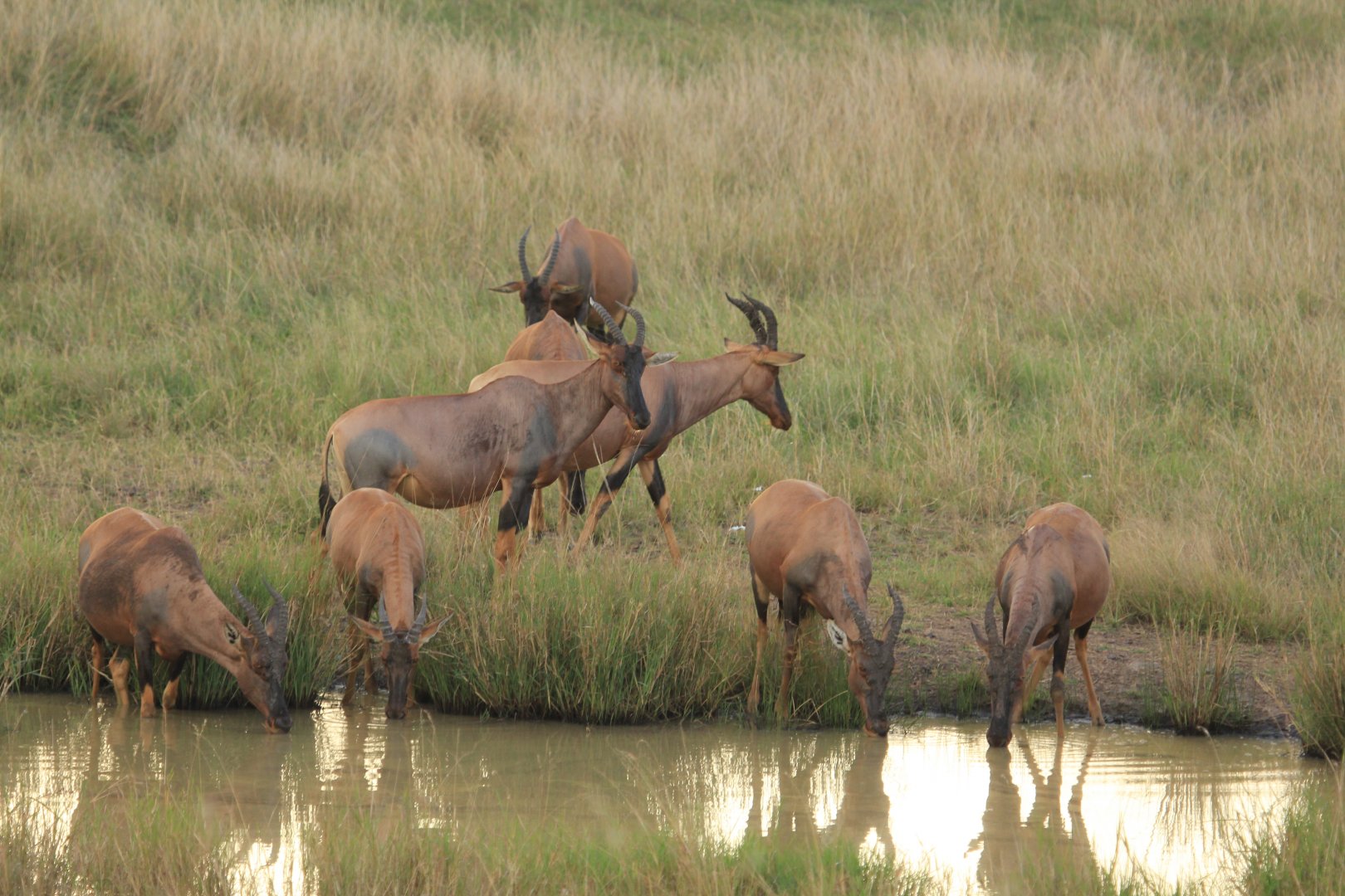 Serengeri-Topi - Masai Mara (September 2018)