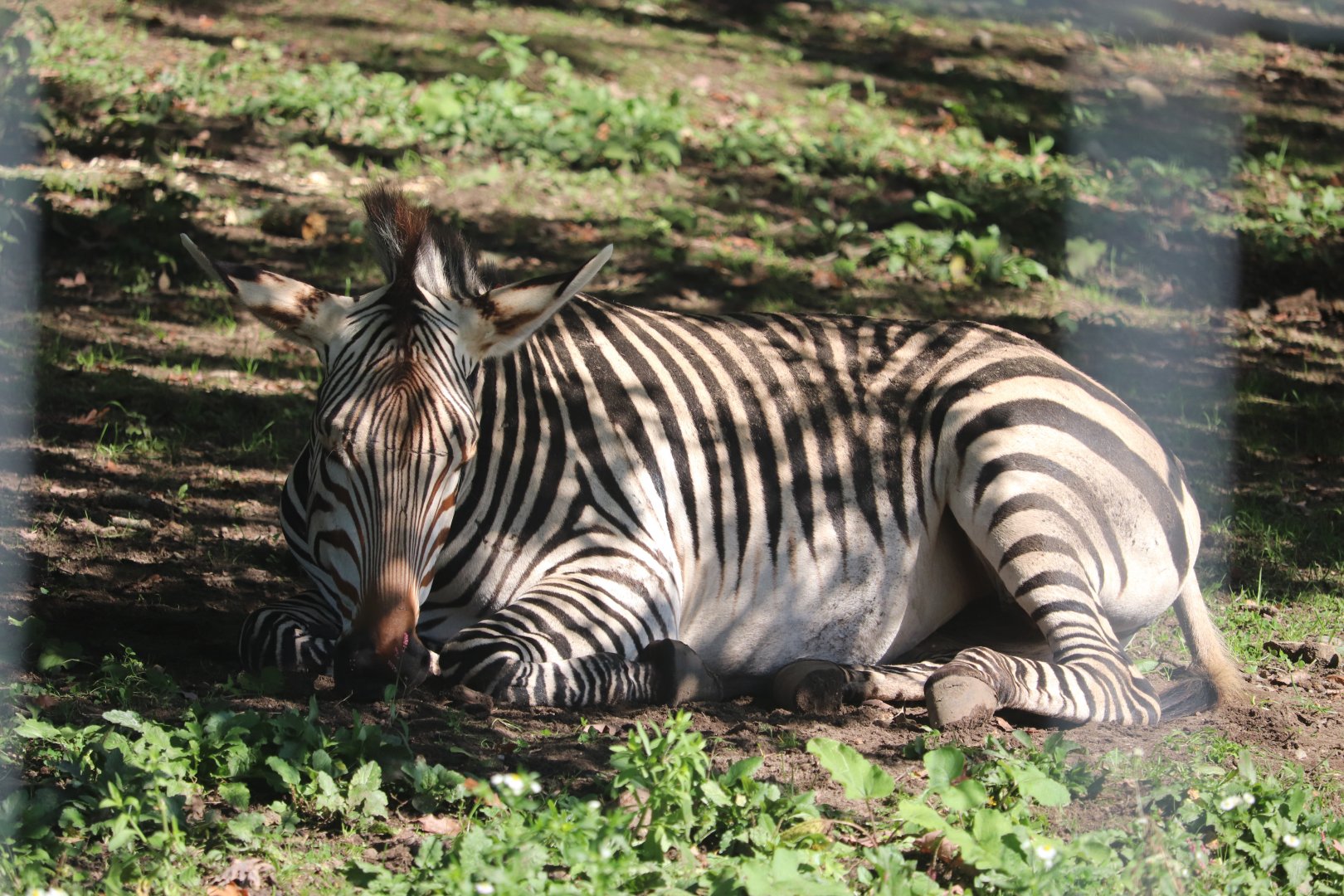 Serengeti Crossing - Hartmann's Mountain Zebra