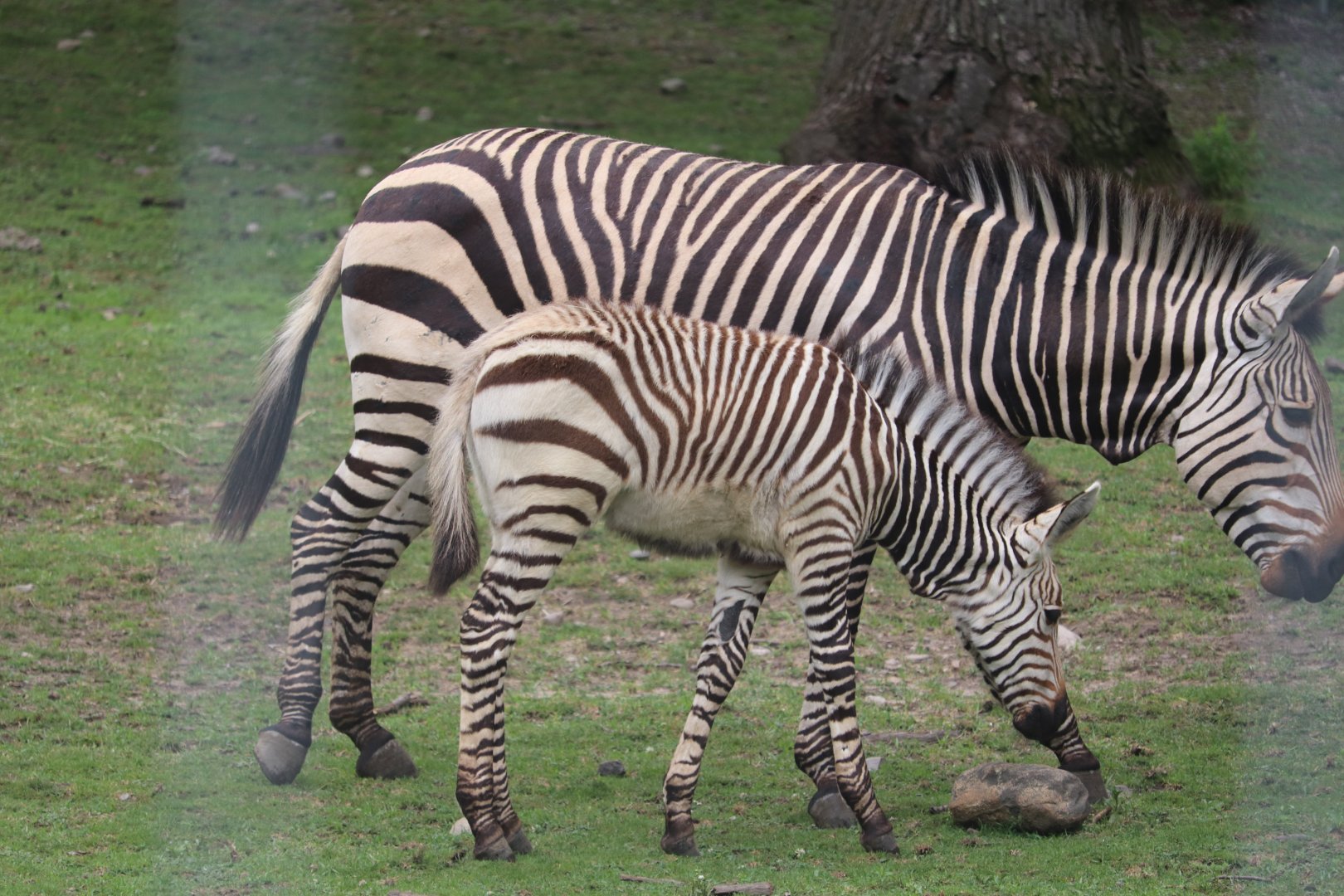 Serengeti Crossing - Hartmann's Mountain Zebra