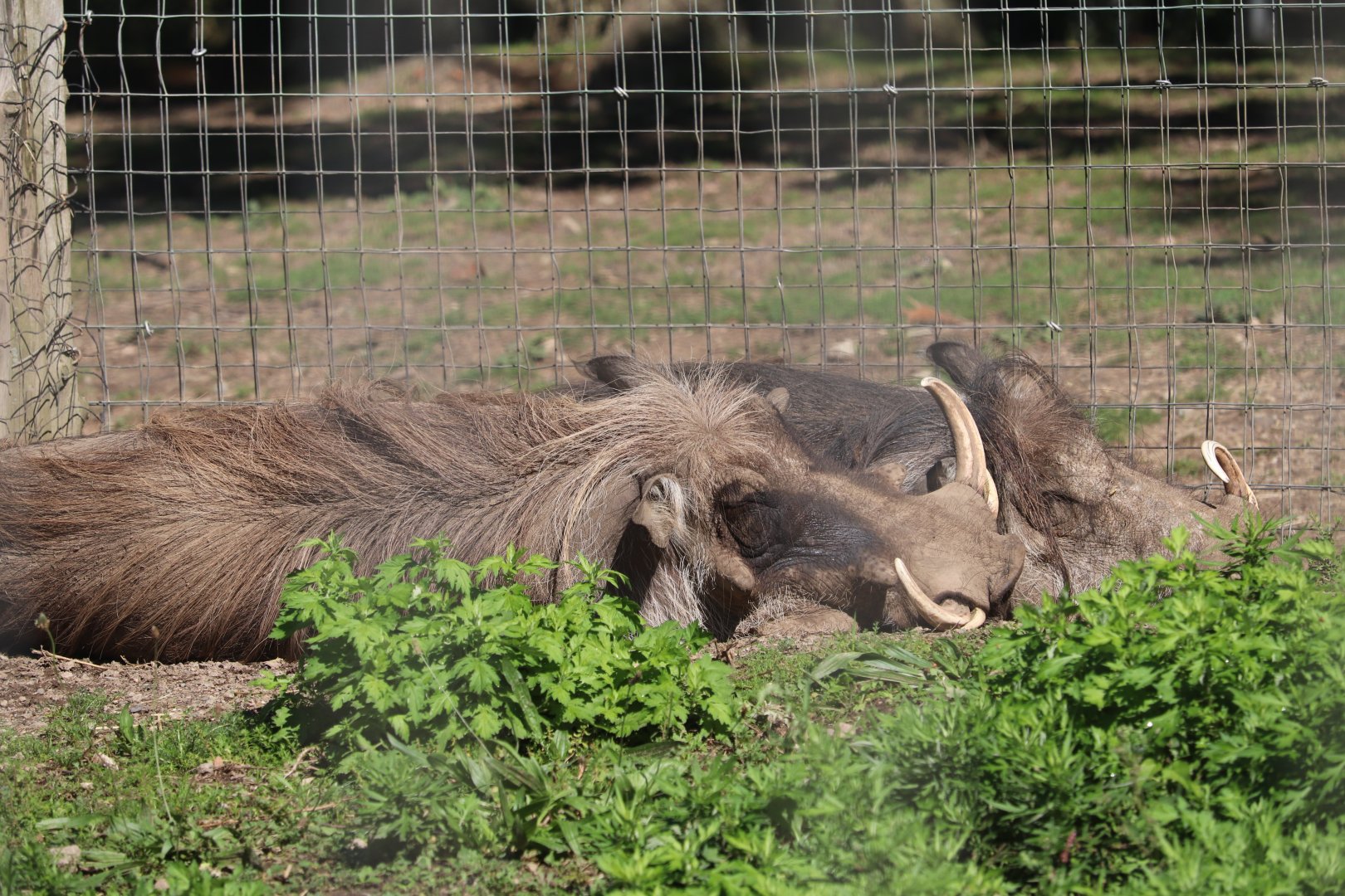 Serengeti Crossing - Warthog