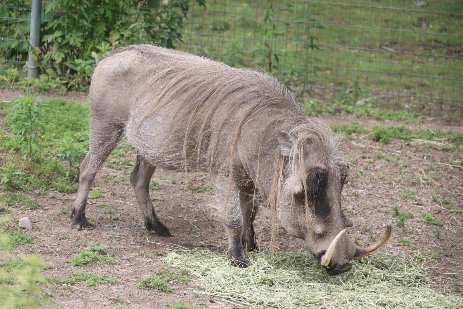 Serengeti Crossing - Warthog