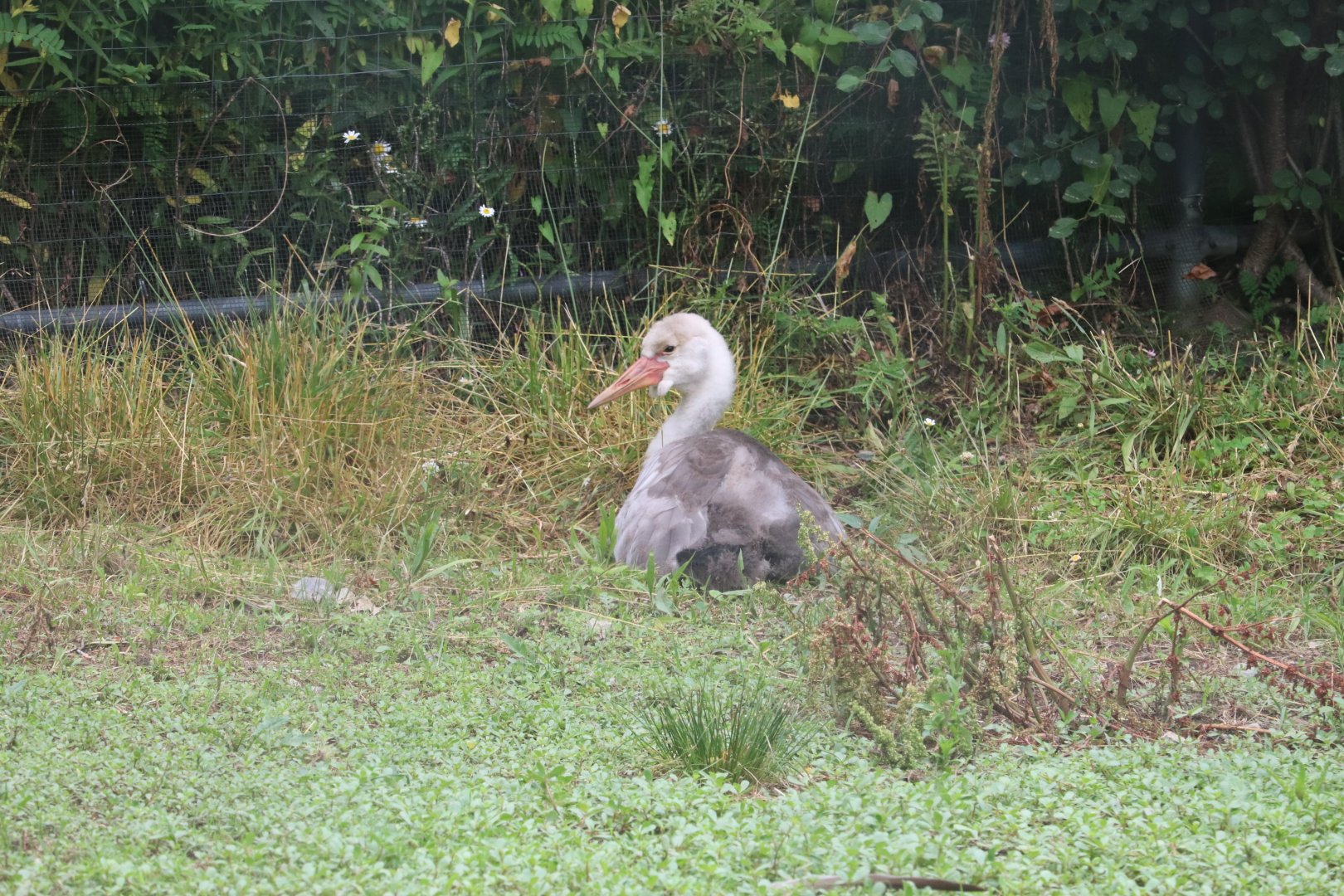 Serengeti Crossing - Wattled Crane Chick