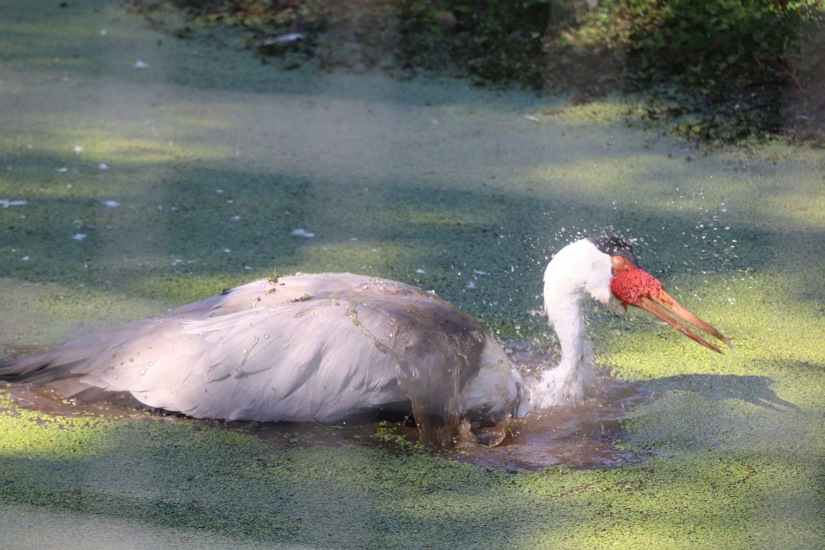 Serengeti Crossing - Wattled Crane