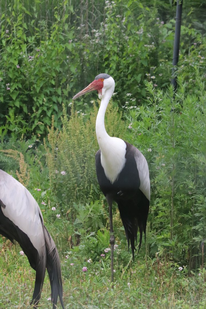 Serengeti Crossing - Wattled Crane