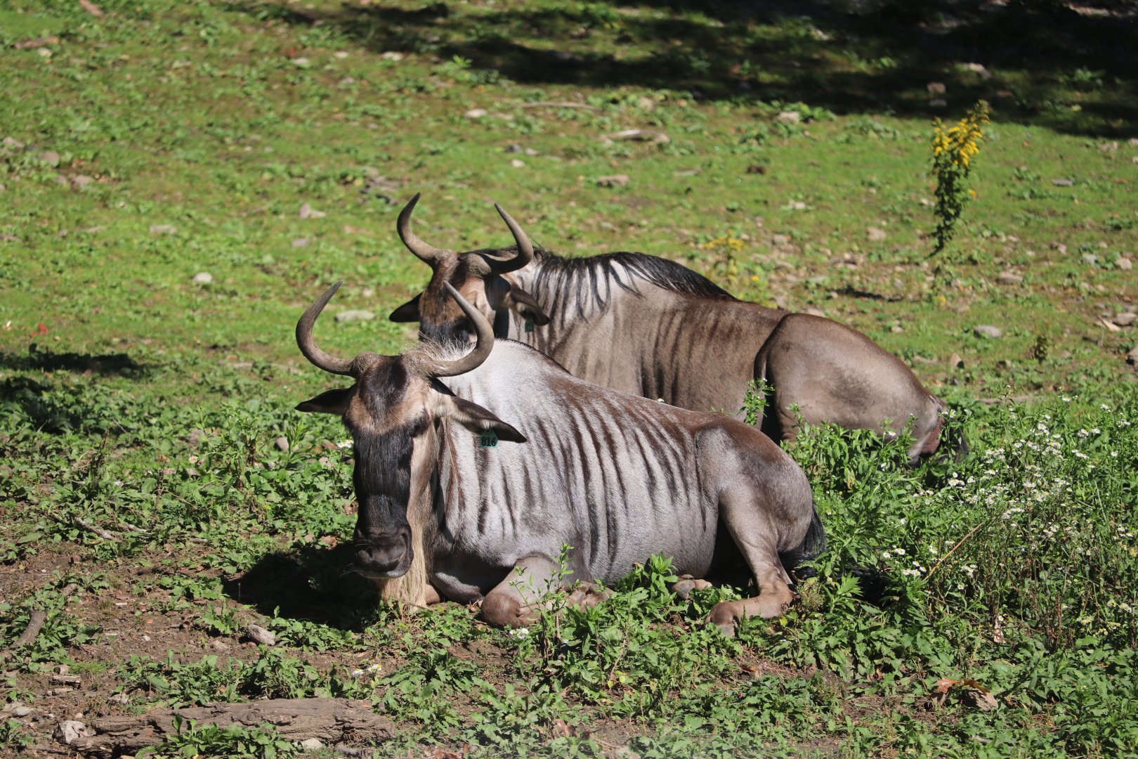 Serengeti Crossing - White-Bearded Wildebeast