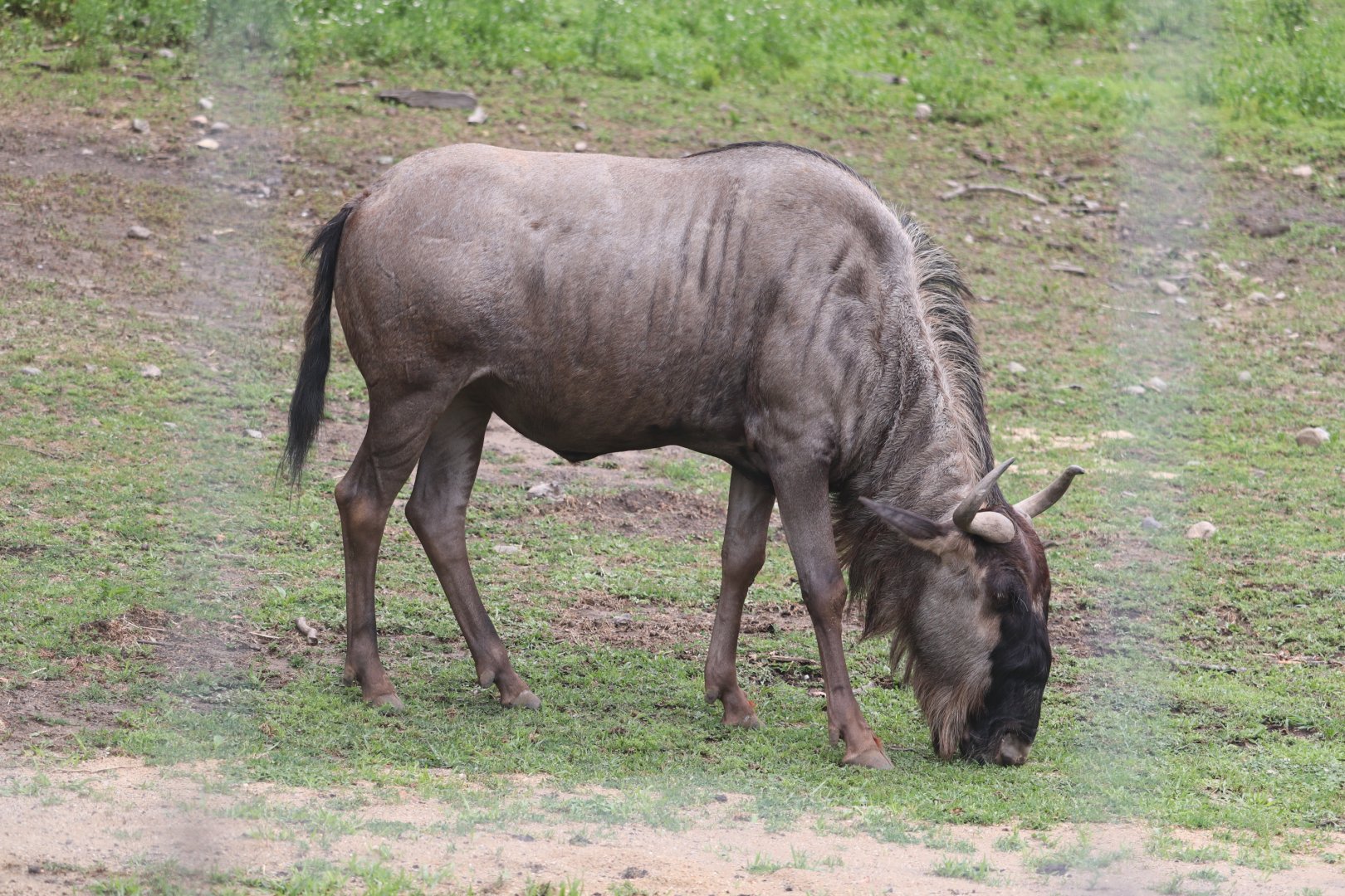 Serengeti Crossing - White-Bearded Wildebeast