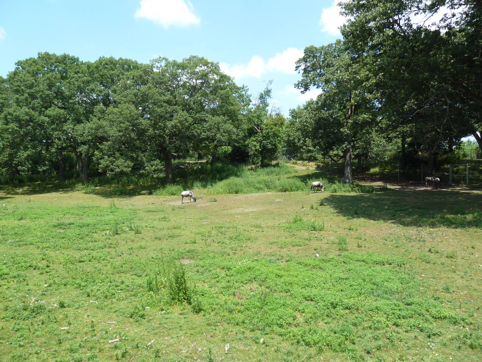 Serengeti Crossing - White-Bearded Wildebeest/Zebra/Ostrich Exhibit