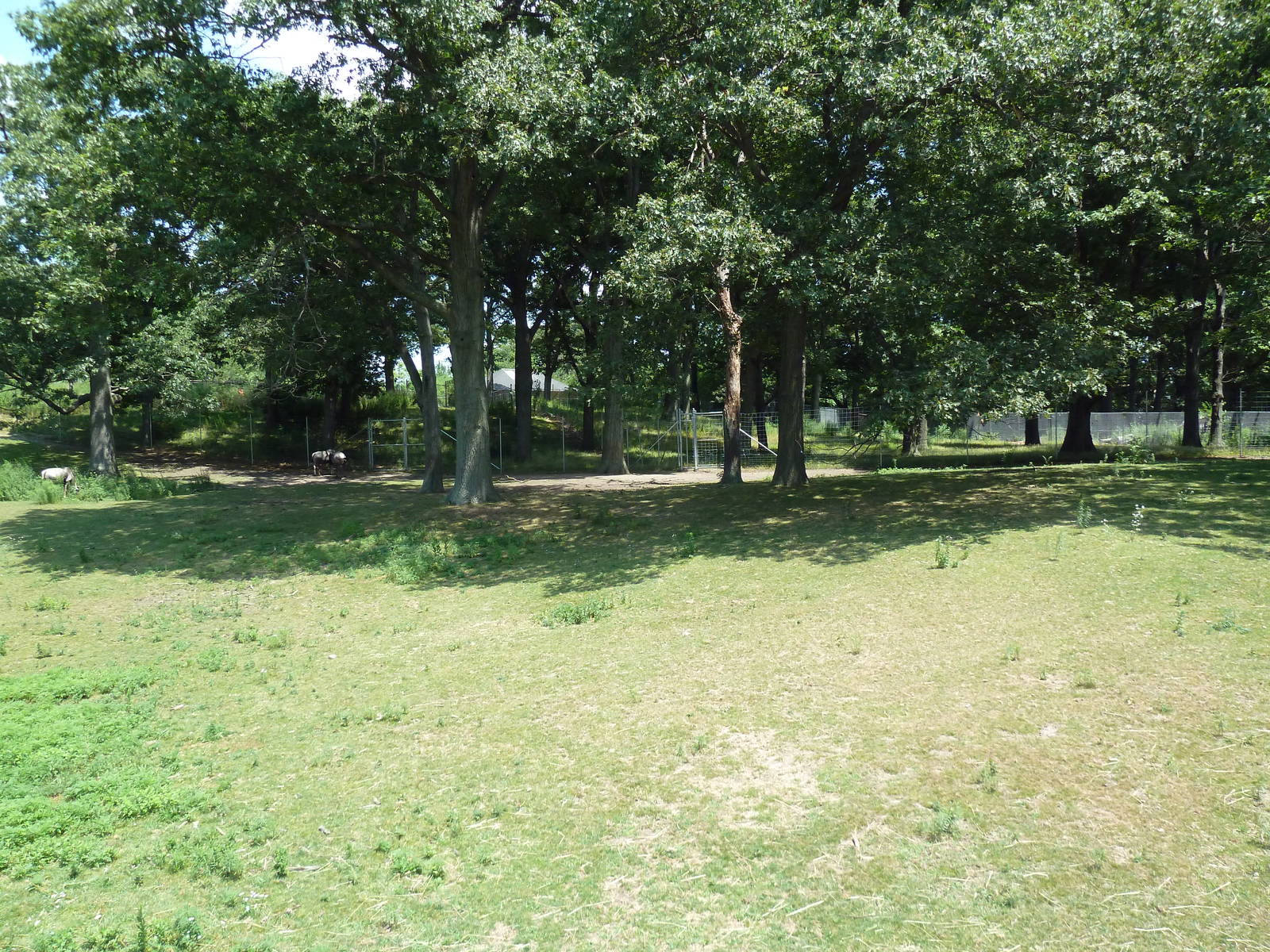 Serengeti Crossing - White-Bearded Wildebeest/Zebra/Ostrich Exhibit