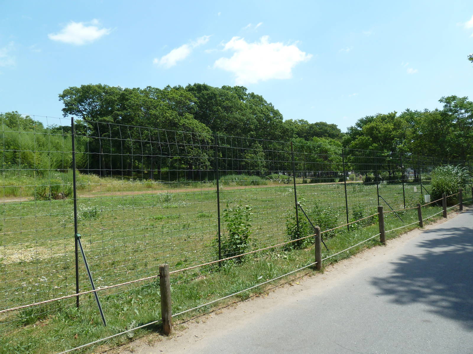 Serengeti Crossing - White-Bearded Wildebeest/Zebra/Ostrich Exhibit