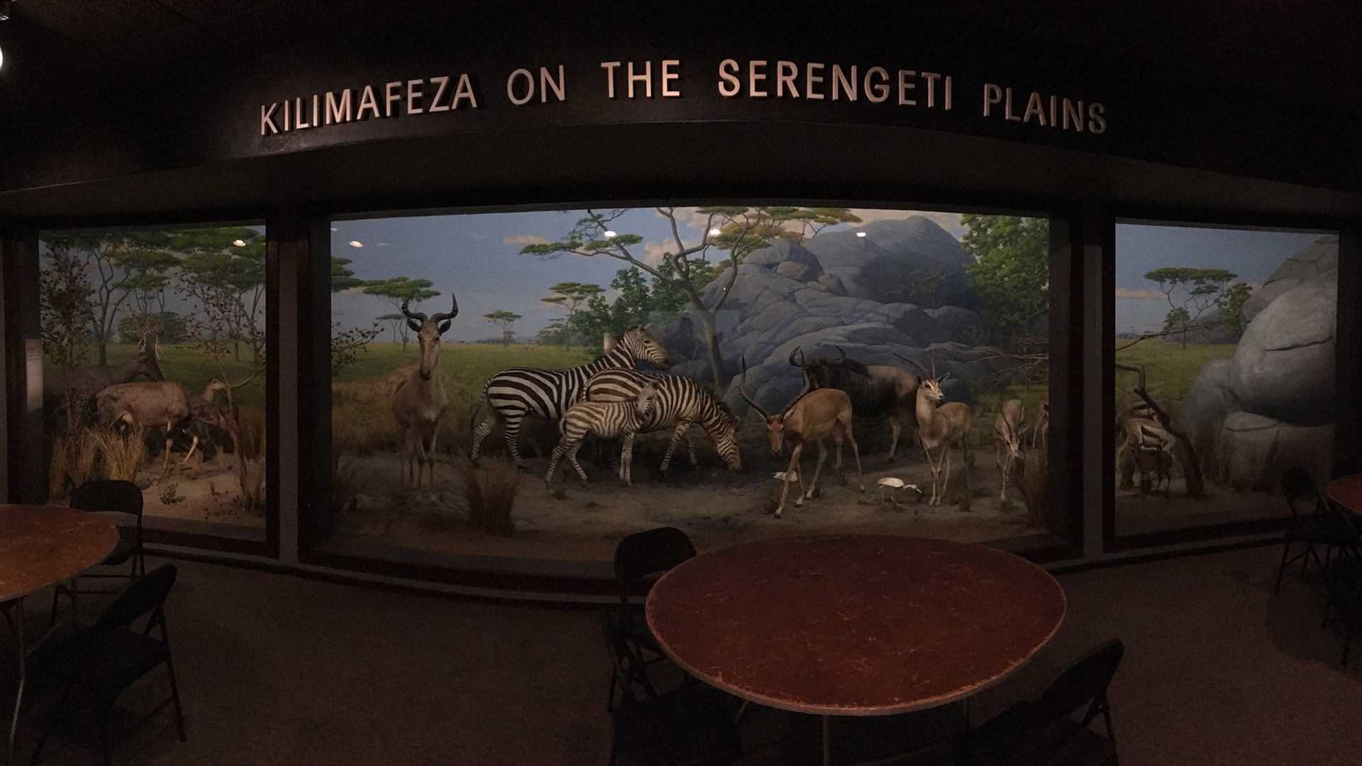 Serengeti Diorama