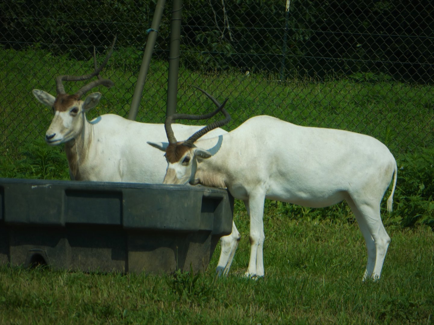 Serengeti Grasslands - Addax
