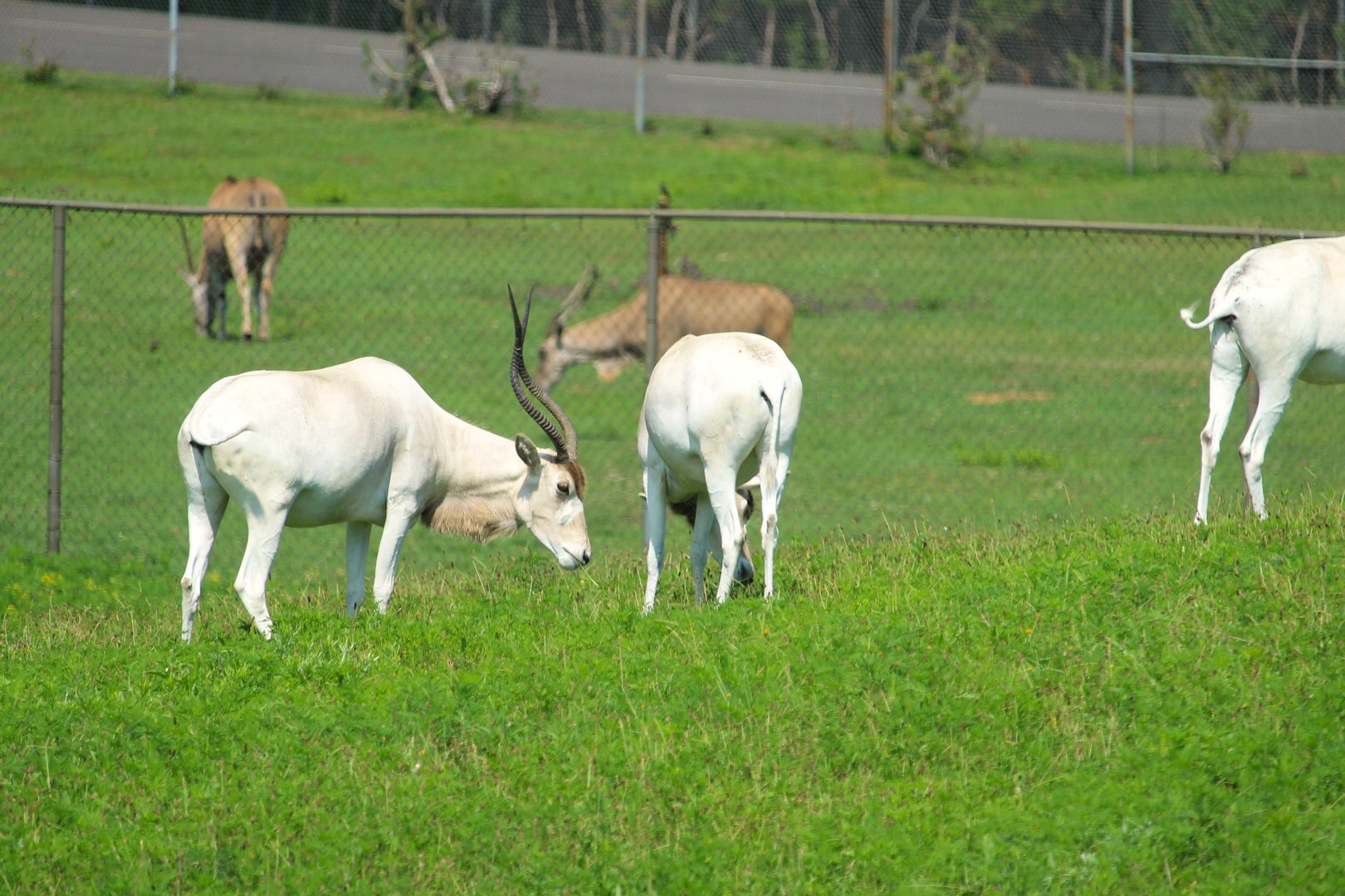 Serengeti Grasslands - Addax