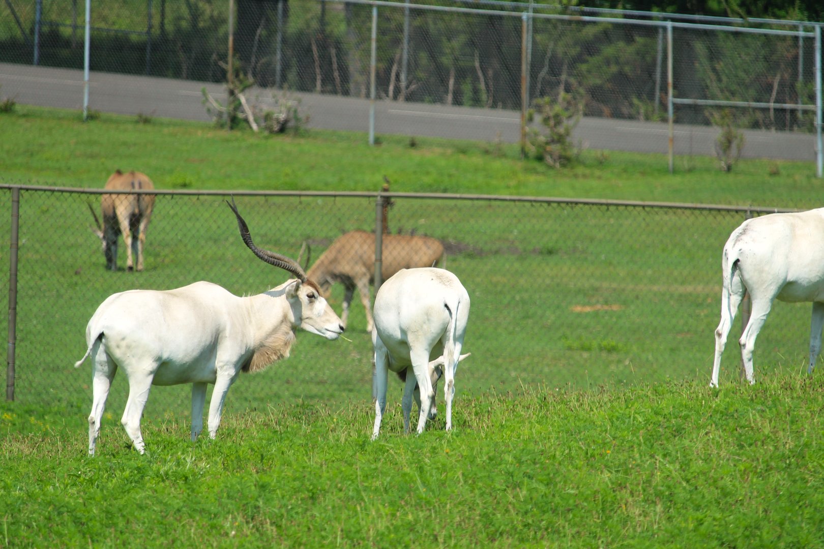 Serengeti Grasslands - Addax