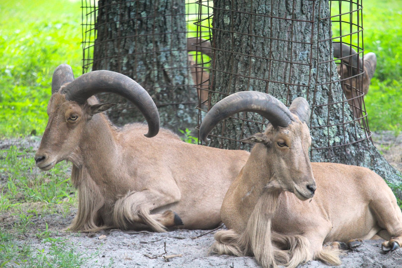 Serengeti Grasslands - Barbary Sheep
