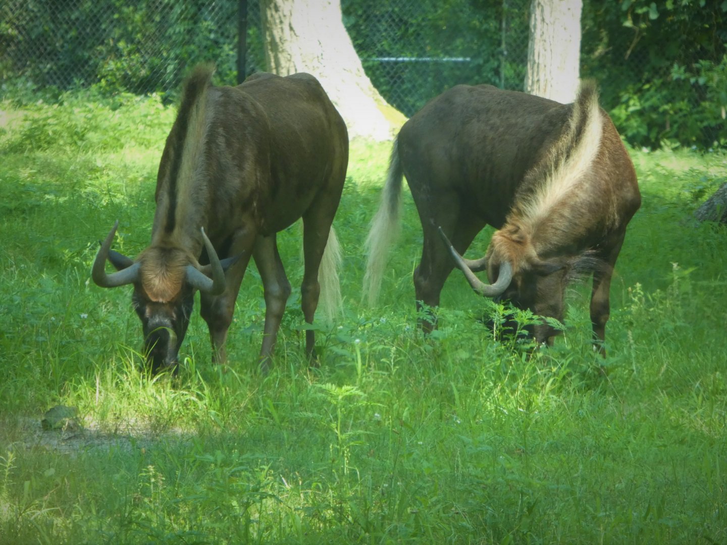 Serengeti Grasslands - Black Wildebeest