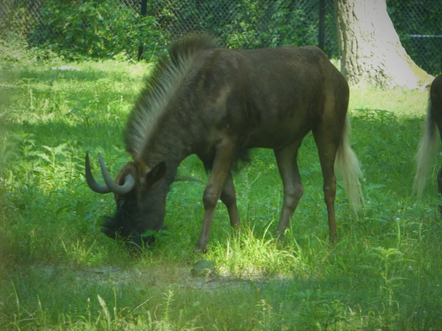Serengeti Grasslands - Black Wildebeest