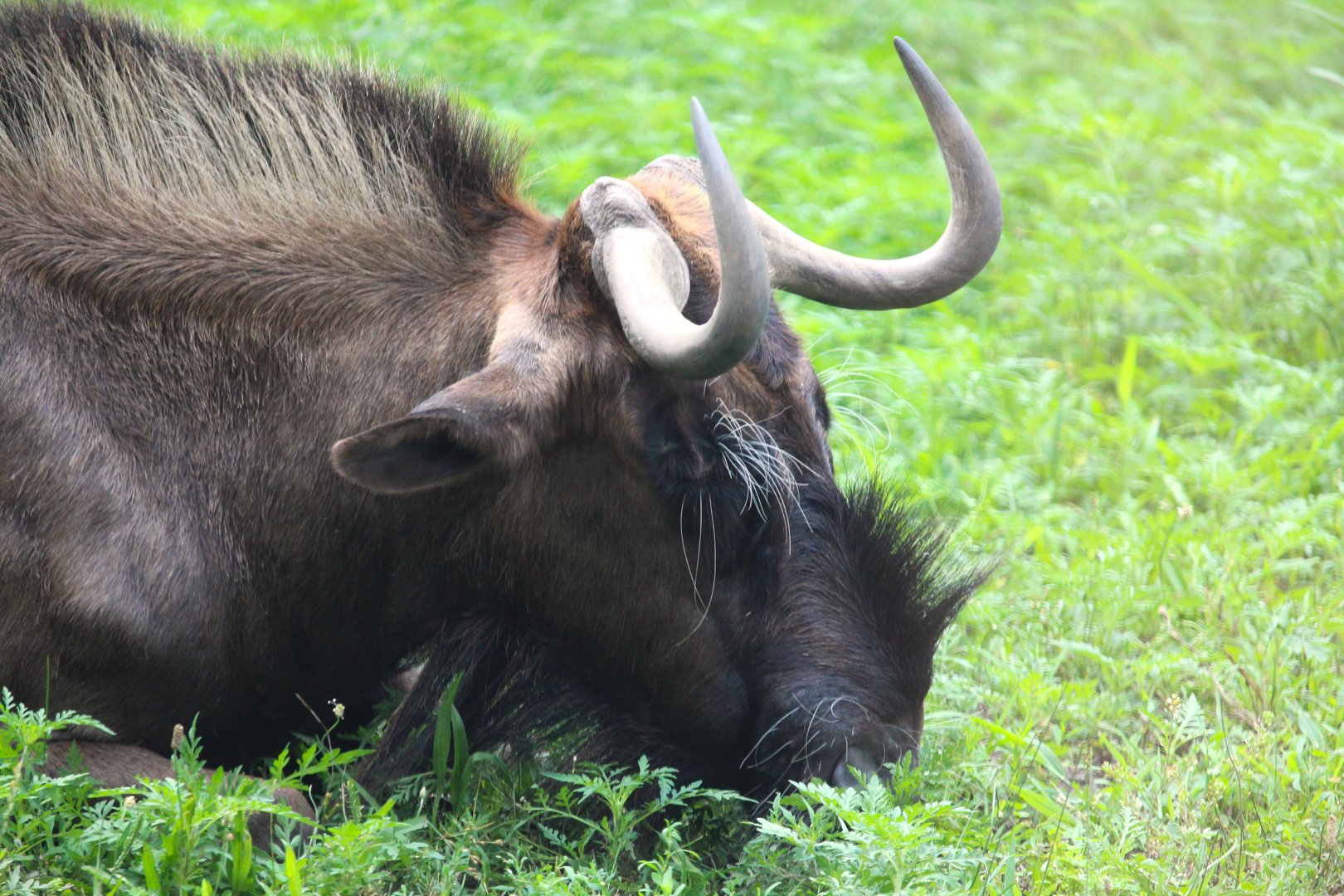 Serengeti Grasslands - Black Wildebeest