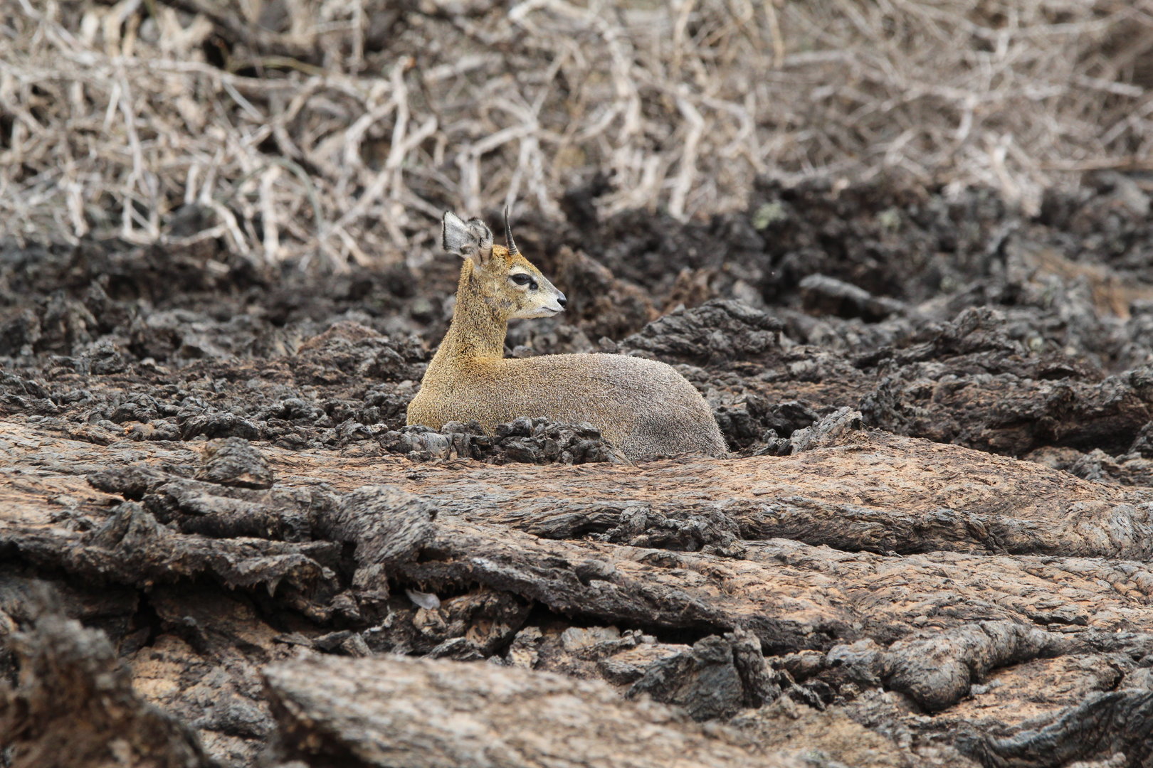 Serengeti Klipspringer