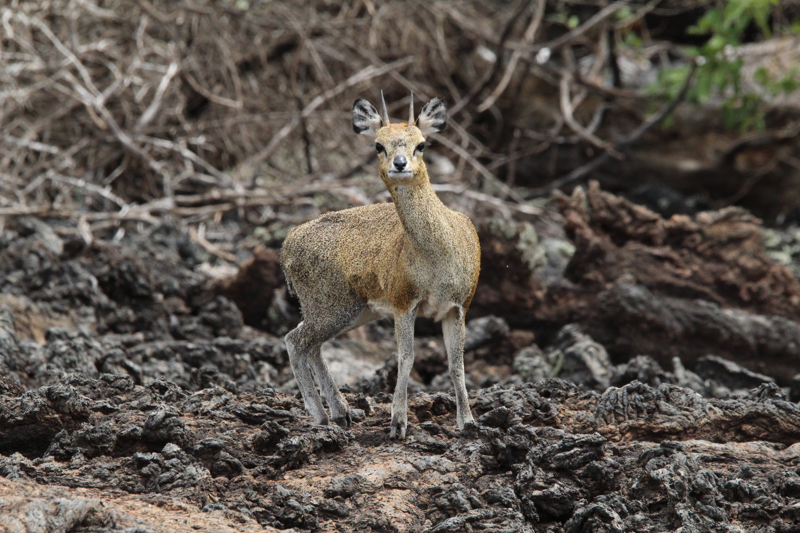 Serengeti Klipspringer