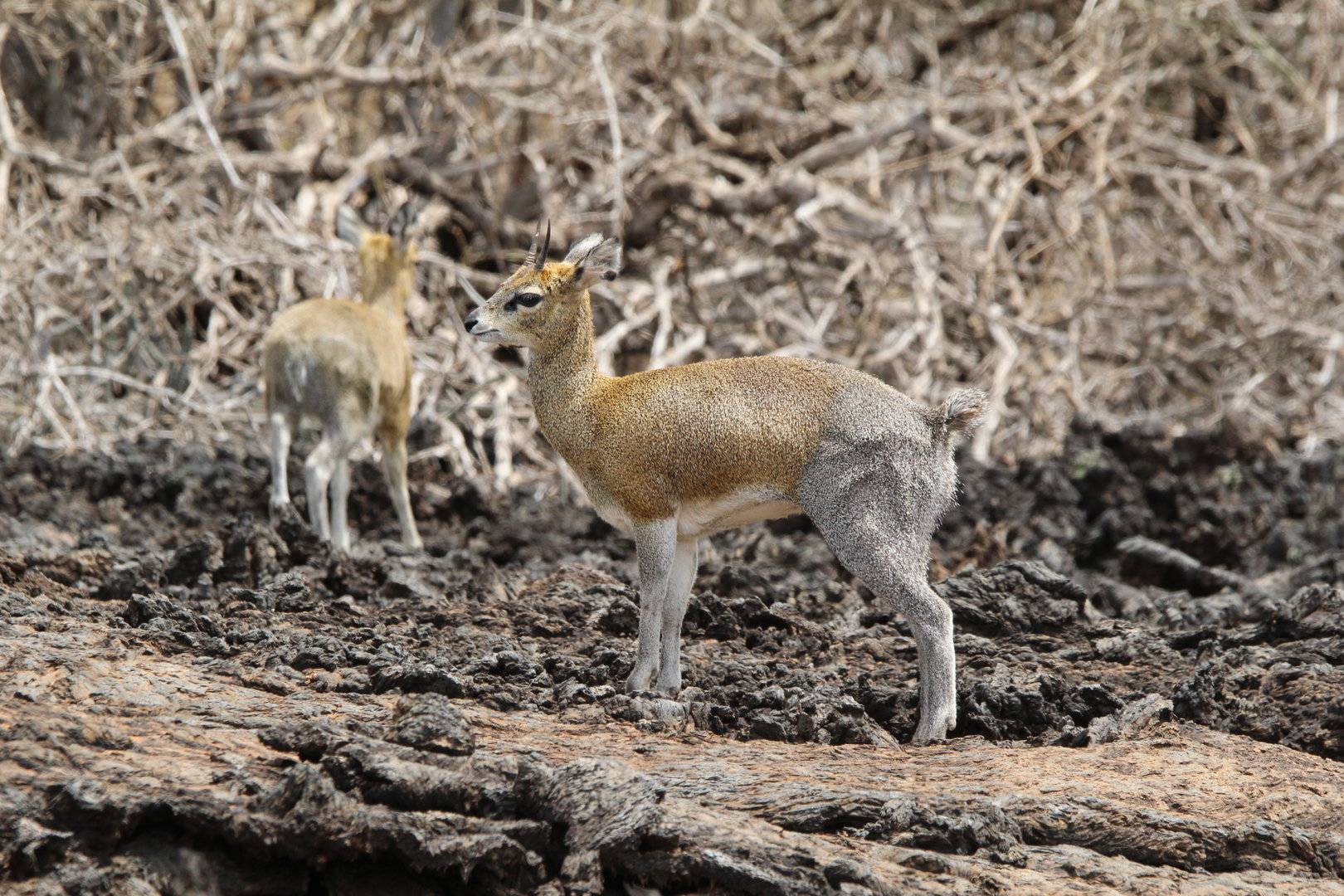 Serengeti Klipspringer