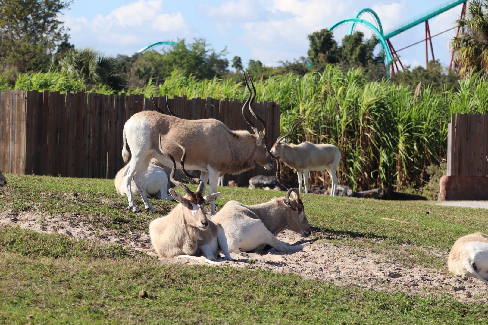 Serengeti Plain - Addax
