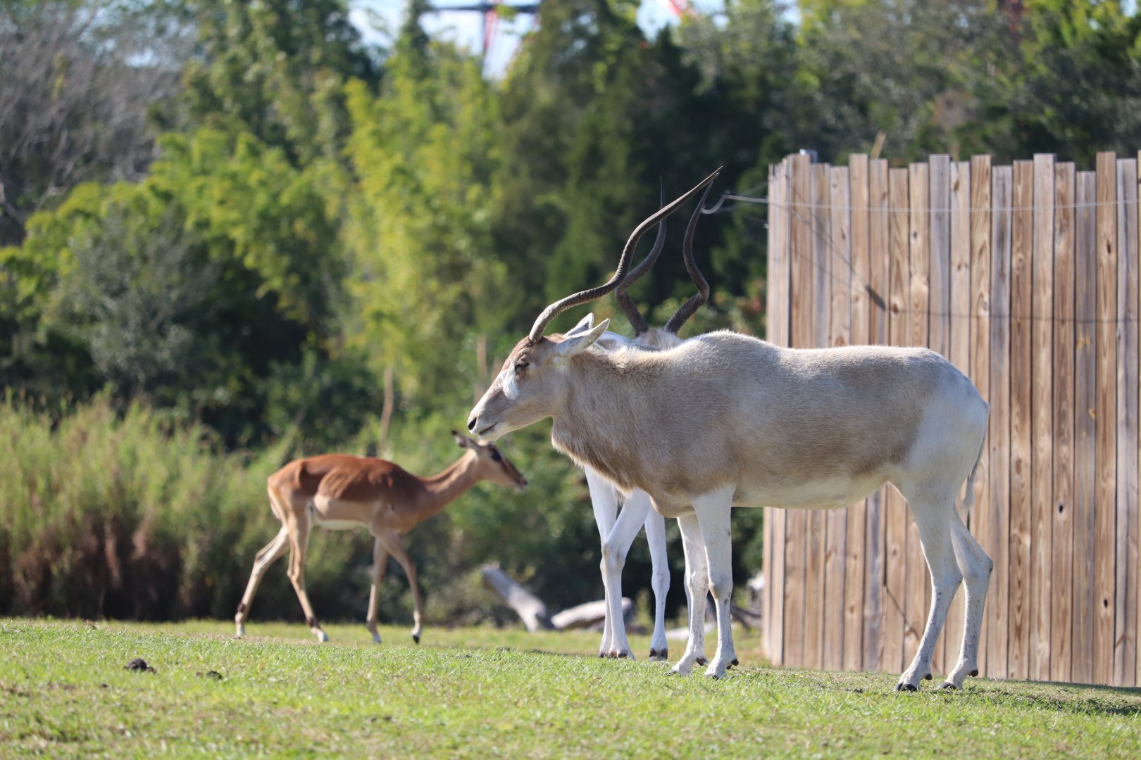 Serengeti Plain - Addax