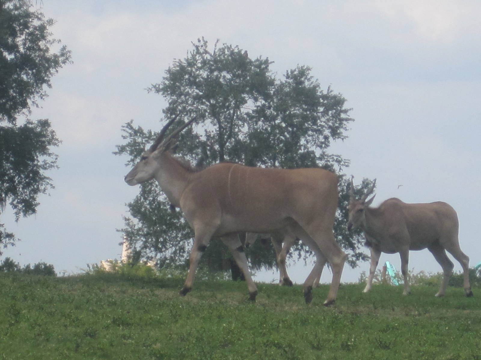 Serengeti Plain- Common Eland