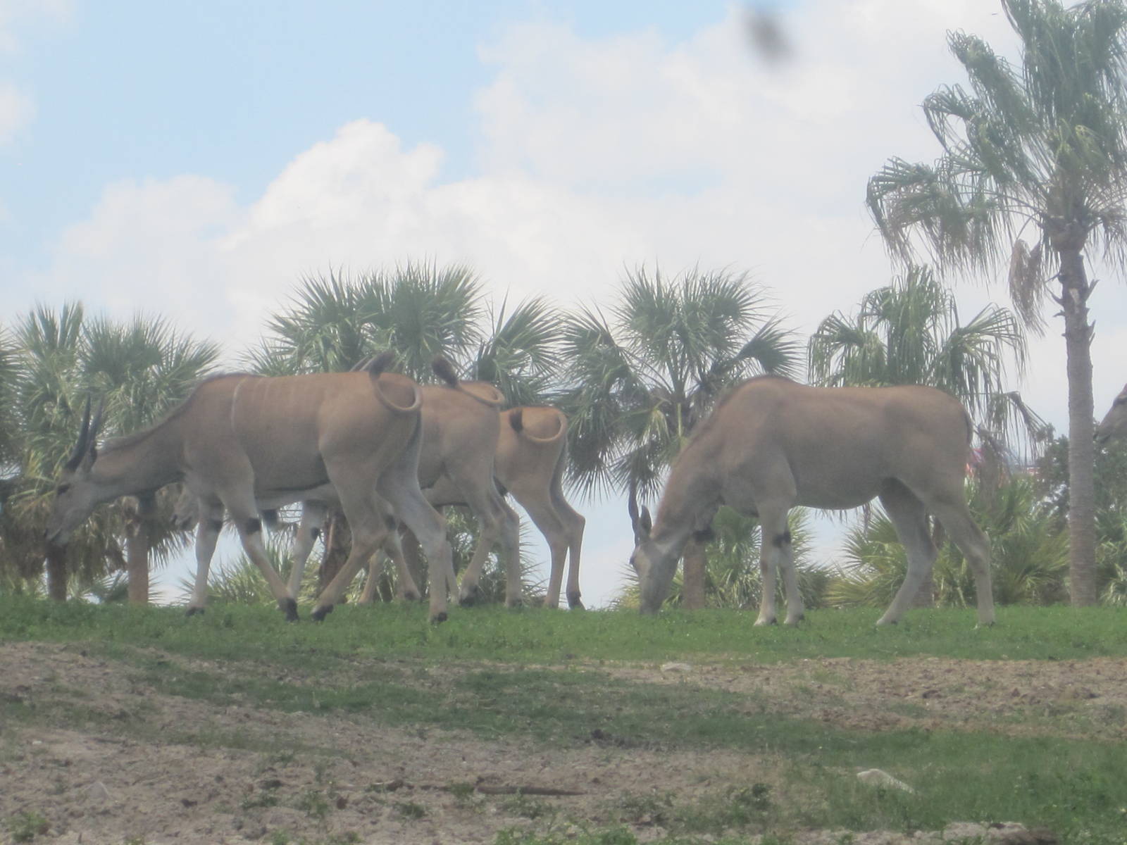Serengeti Plain- Common Eland