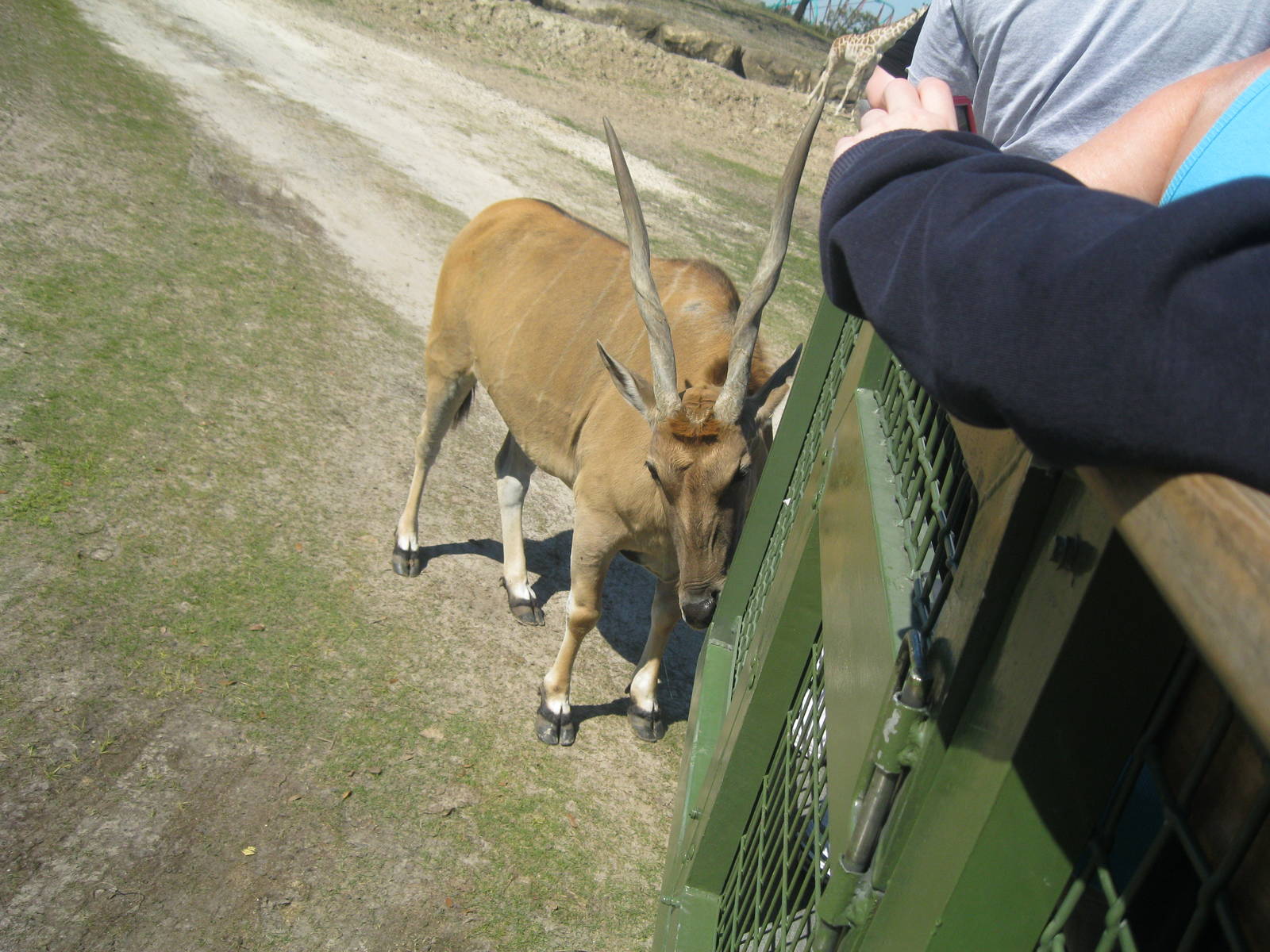 Serengeti Plain- Common Eland