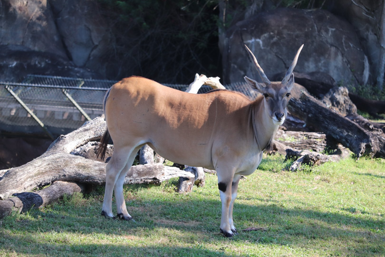 Serengeti Plain - Common Eland
