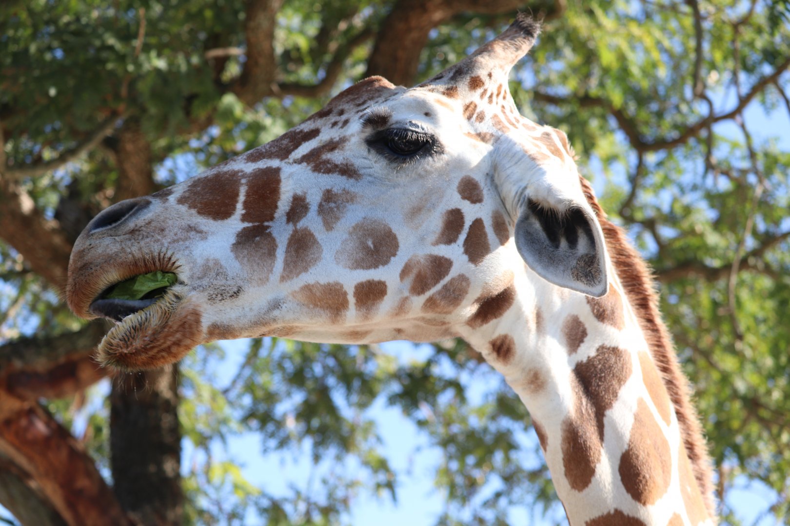 Serengeti Plain - Giraffe