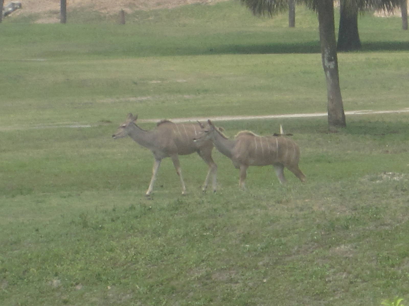 Serengeti Plain- Greater Kudu