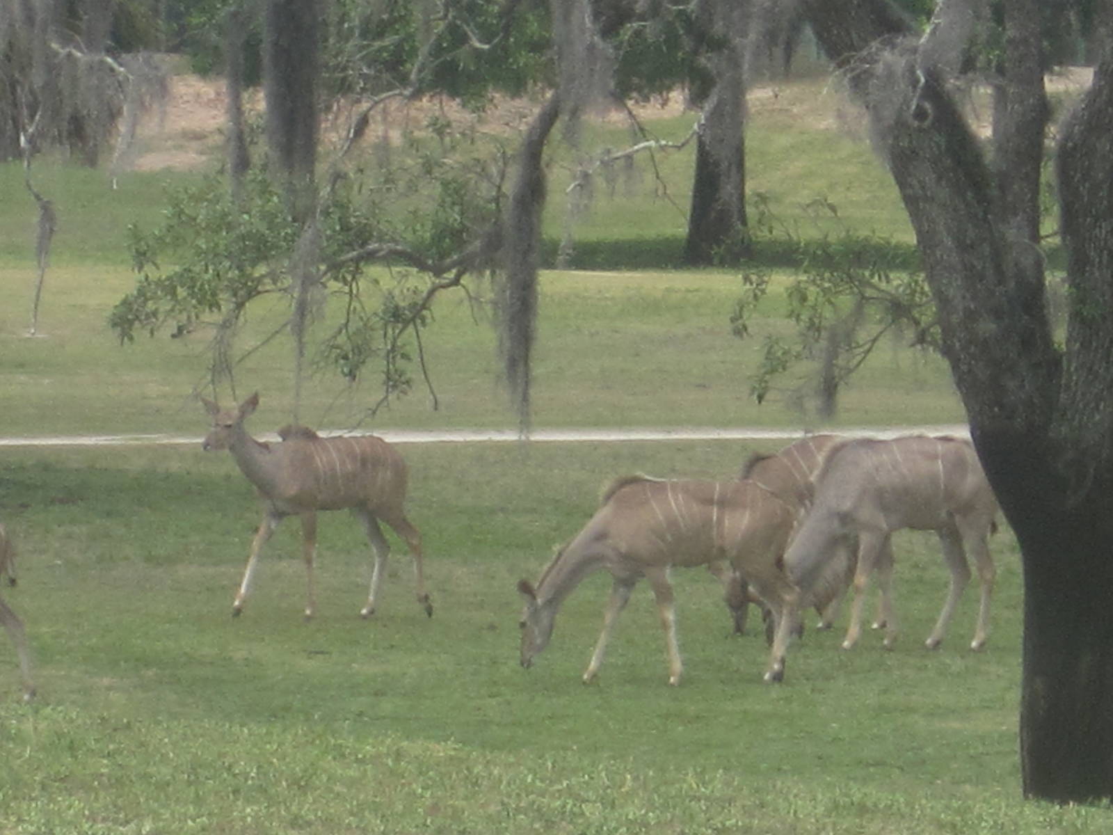 Serengeti Plain- Greater Kudu