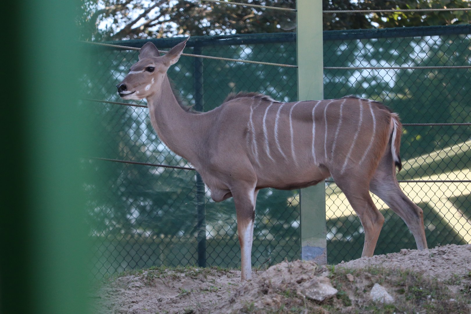 Serengeti Plain - Greater Kudu