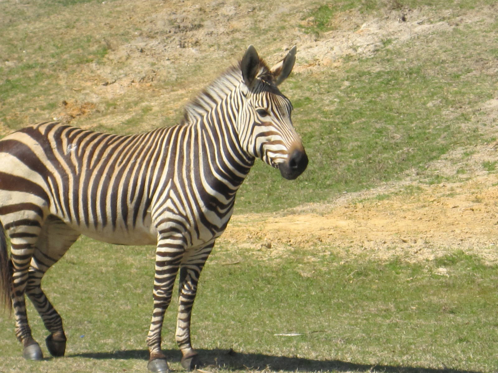 Serengeti Plain- Hartmann's Mountain Zebra