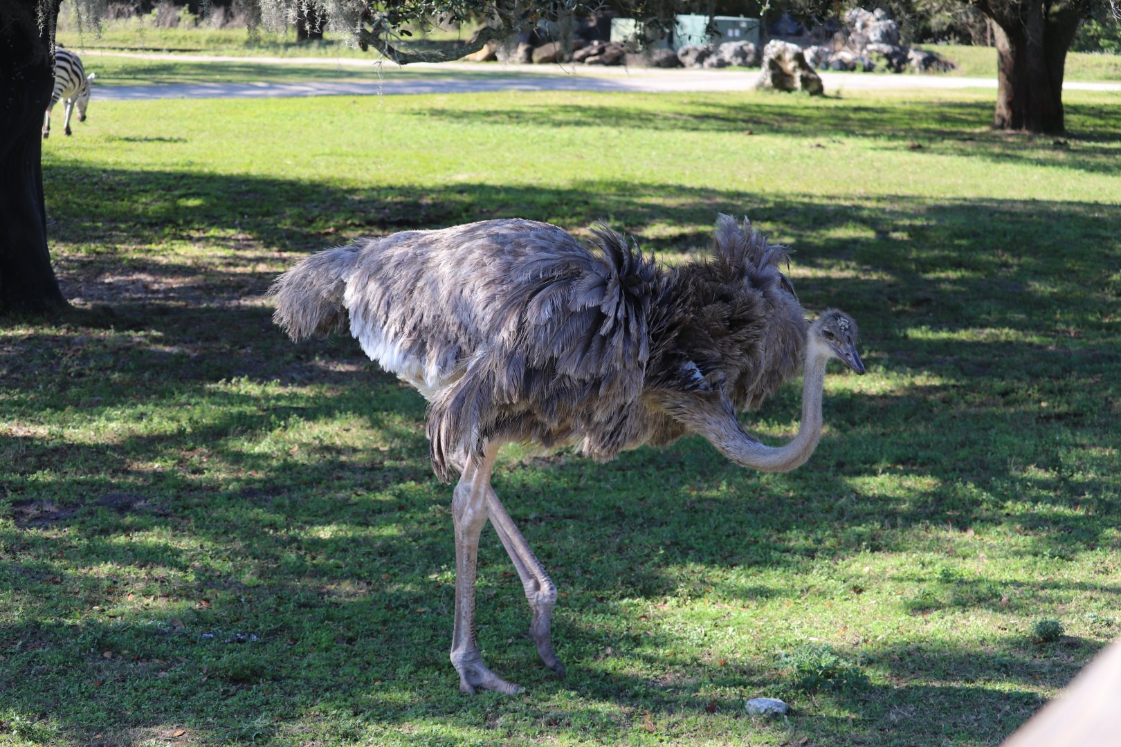 Serengeti Plain - Ostrich