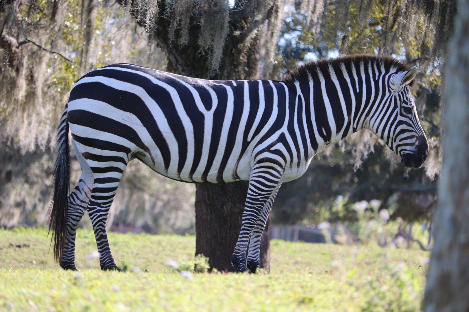 Serengeti Plain - Plains Zebra