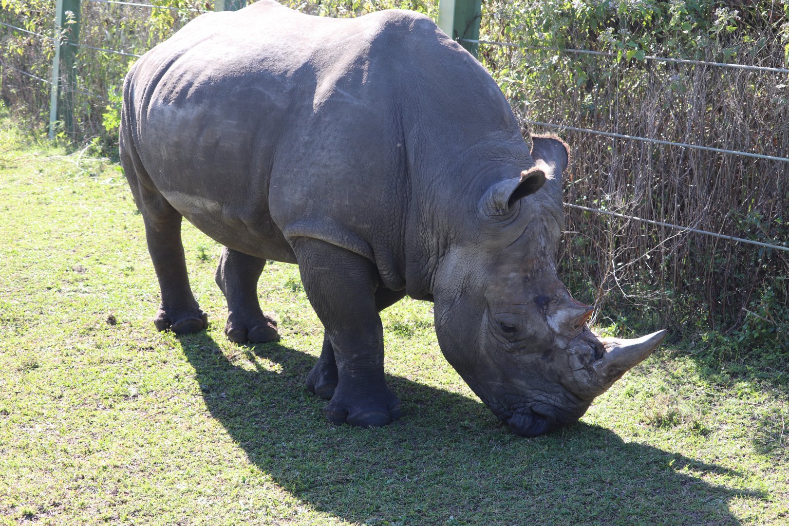 Serengeti Plain - Southern White Rhinoceros